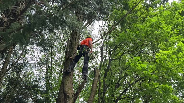 Brooklyn Heights, OH Tree Removal and Landscaping Services Company